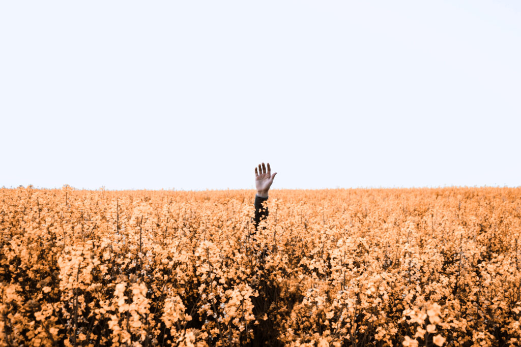 Hand in a meadow